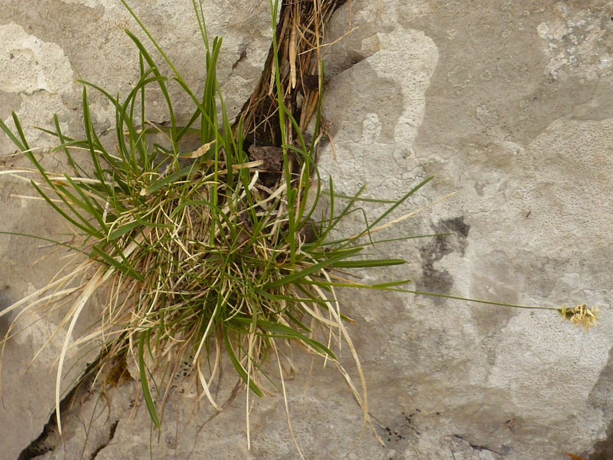 Sesleria caerulea subsp. caerulea (Poaceae)